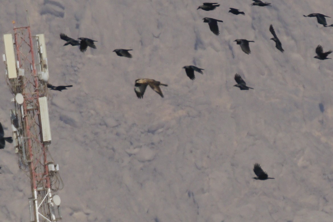 Long-legged Buzzard - ML645945660