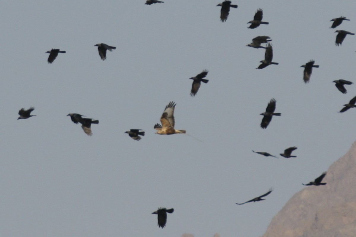 Long-legged Buzzard - ML645945661
