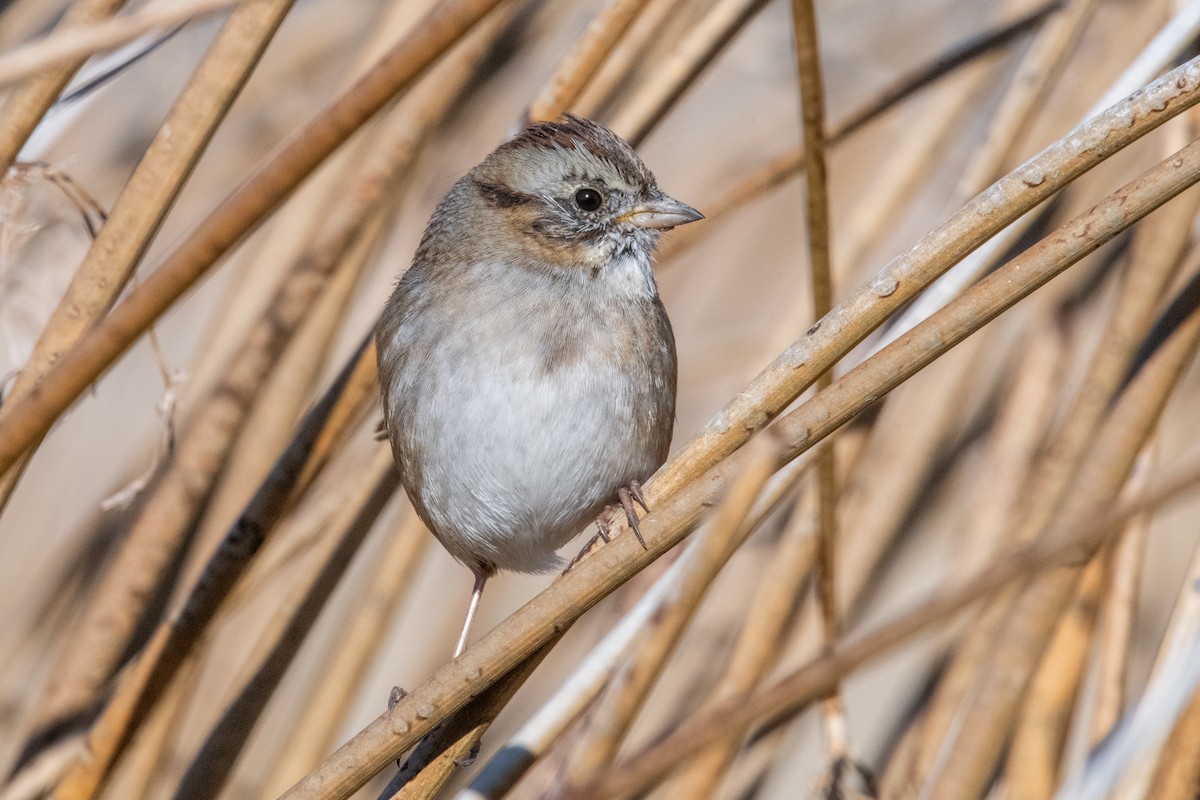 Swamp Sparrow - ML645945662