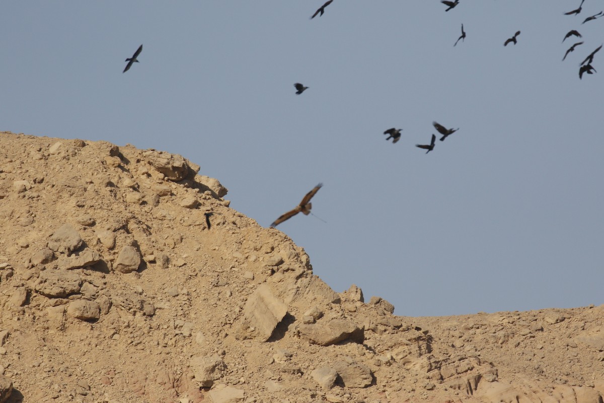 Long-legged Buzzard - ML645945663