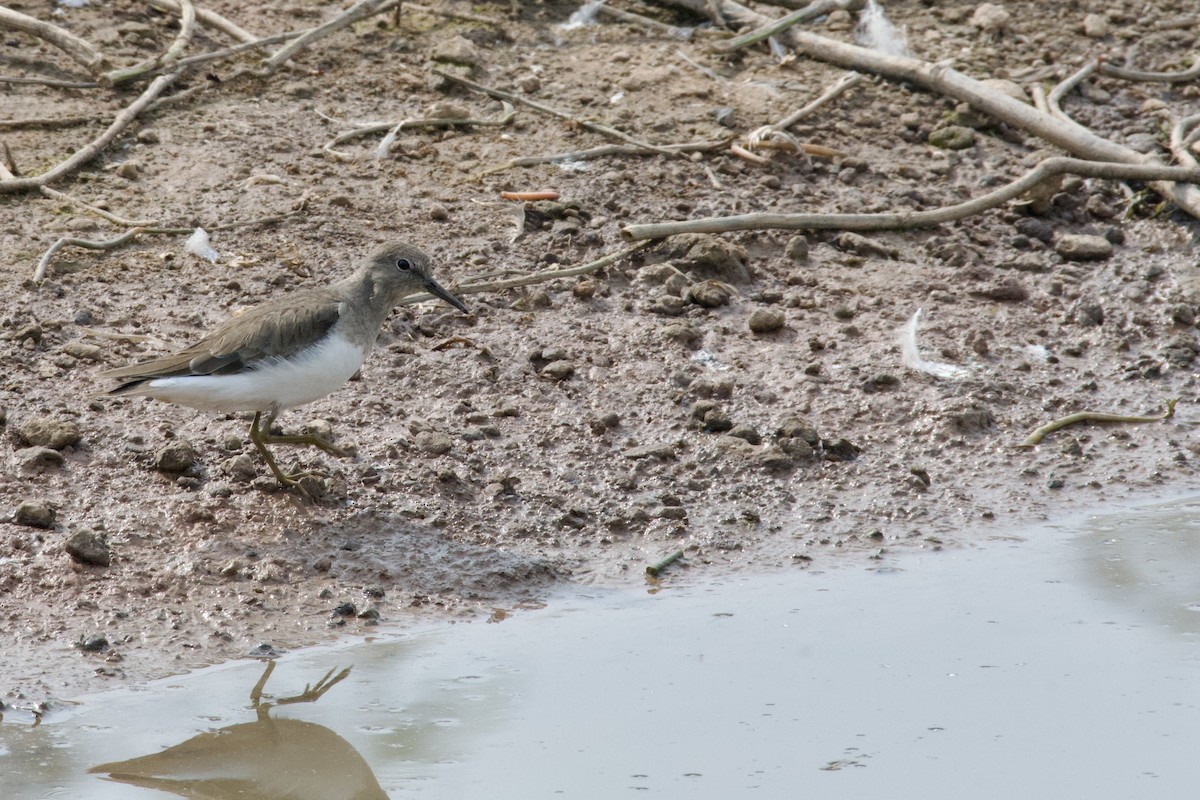 Temminck's Stint - ML645945674