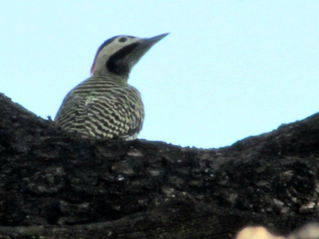 Черноусый дятел - ML645945676