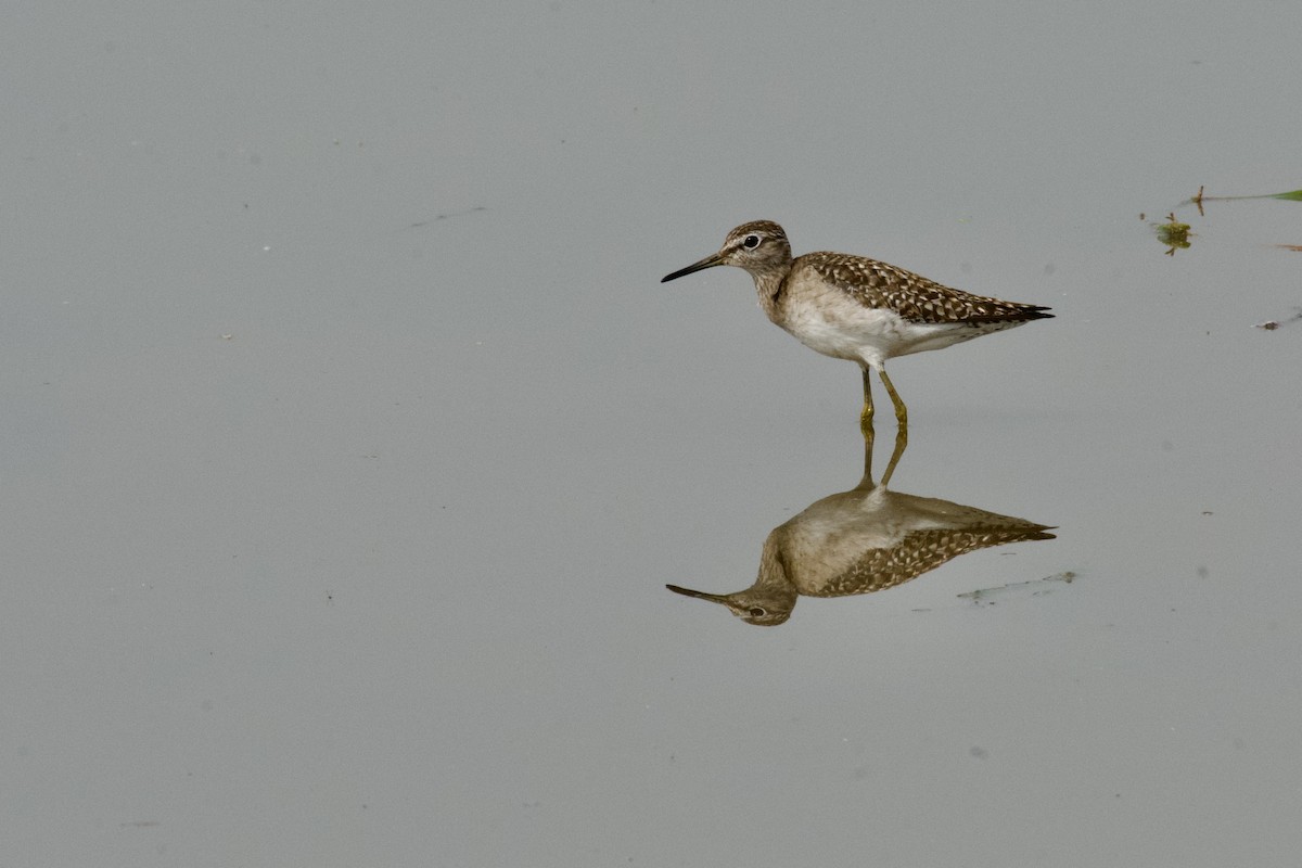 vodouš bahenní - ML645945680