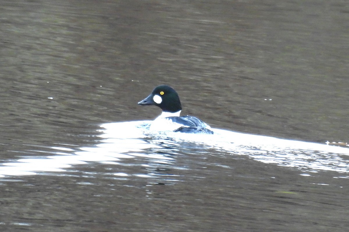 Алаг шунгаач - ML645945681