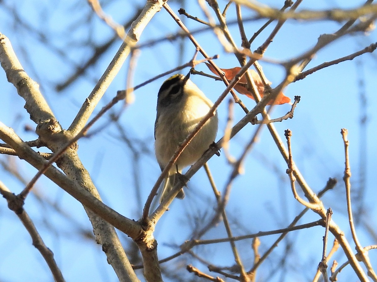 Erregetxo amerikarra - ML645945686