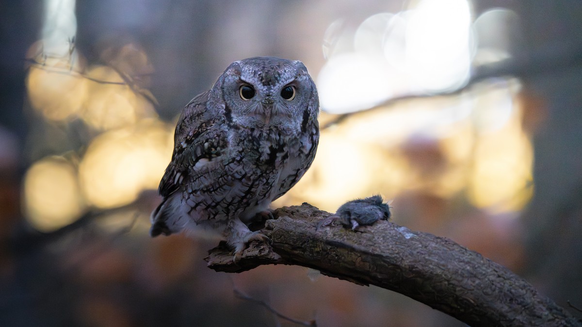 Eastern Screech-Owl - ML645945687