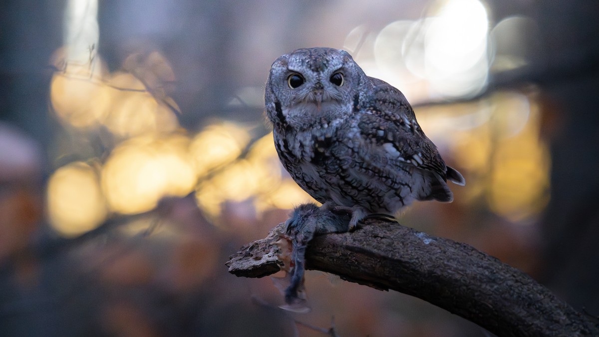 Eastern Screech-Owl - ML645945688