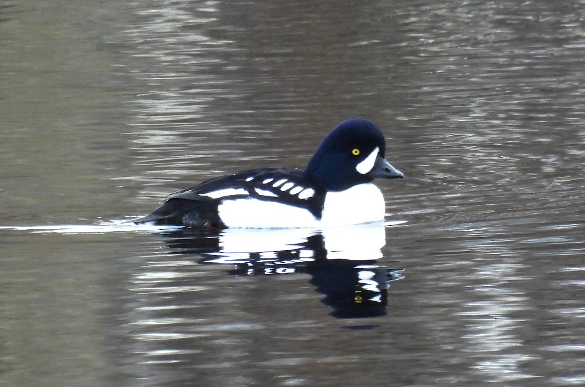 キタホオジロガモ - ML645945696