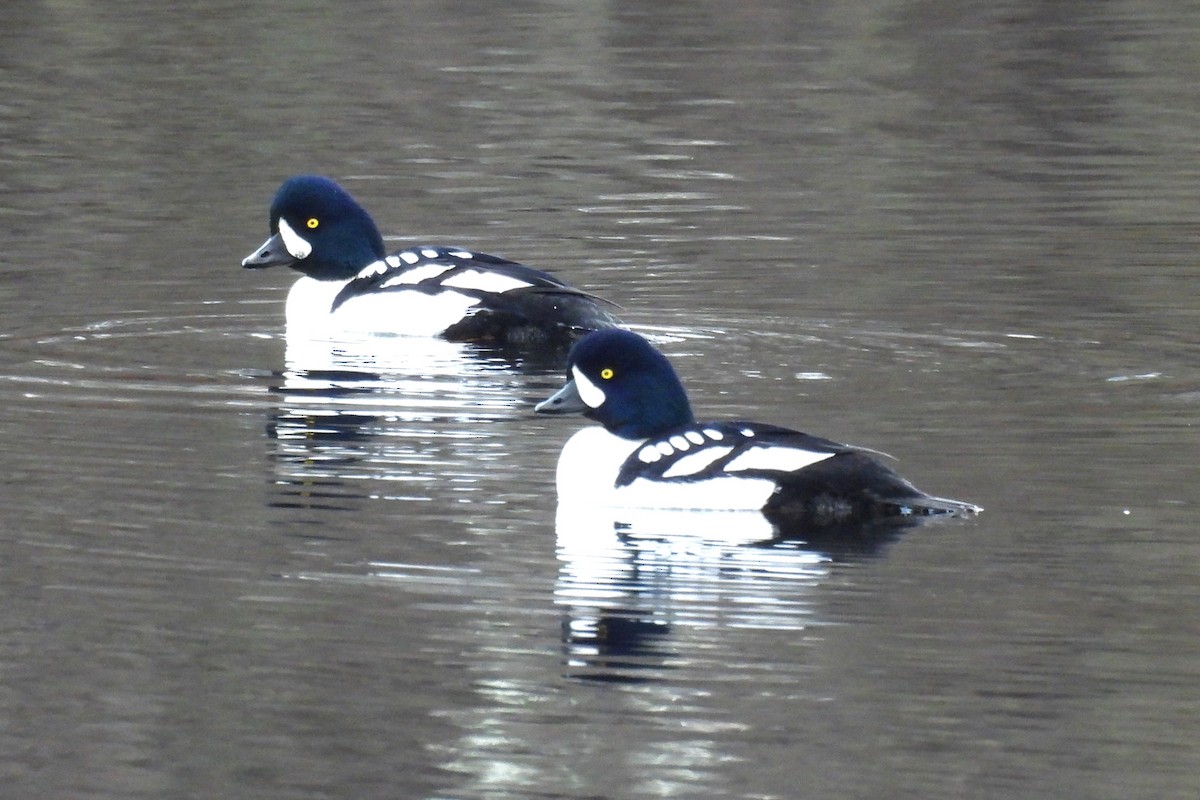 キタホオジロガモ - ML645945705