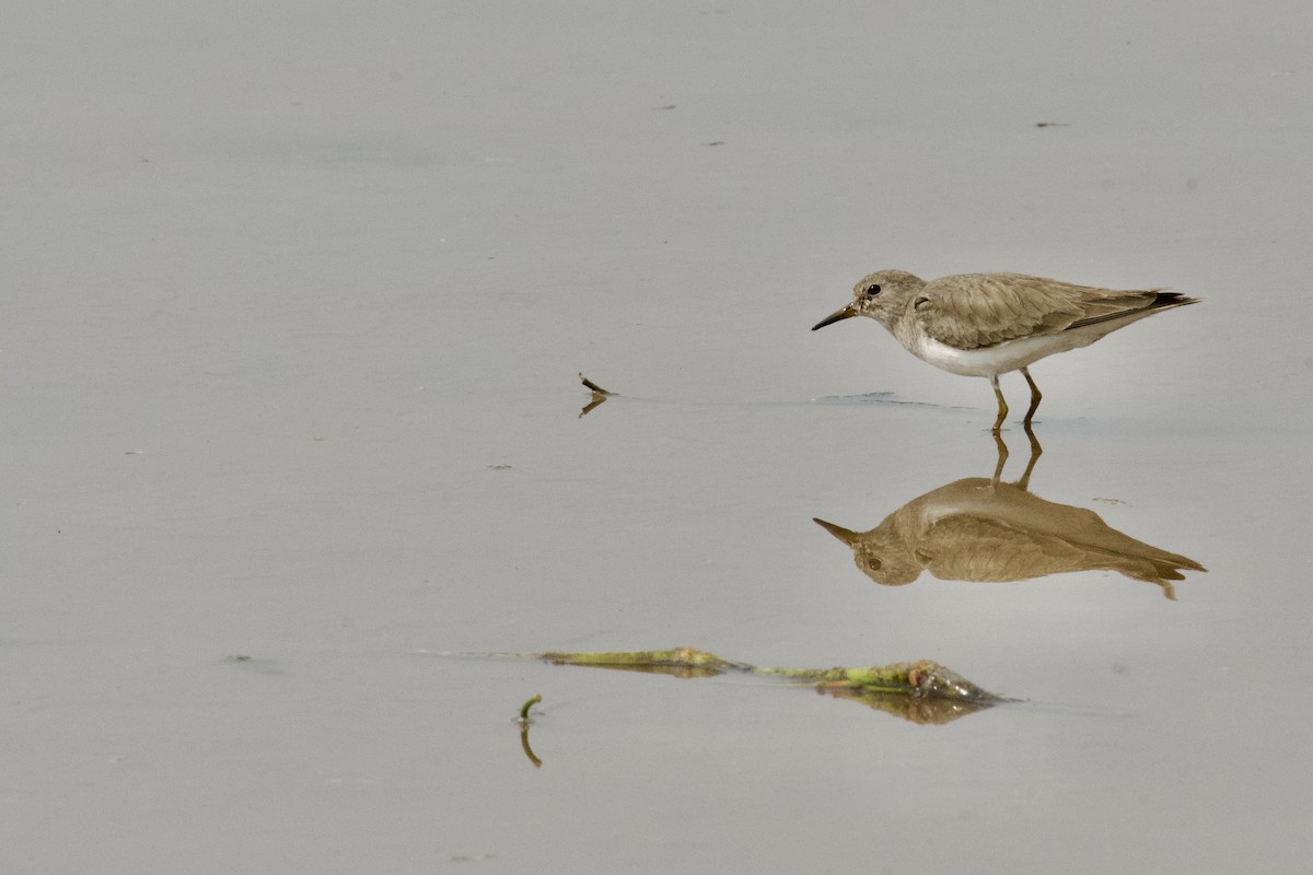 Temminck's Stint - ML645945706