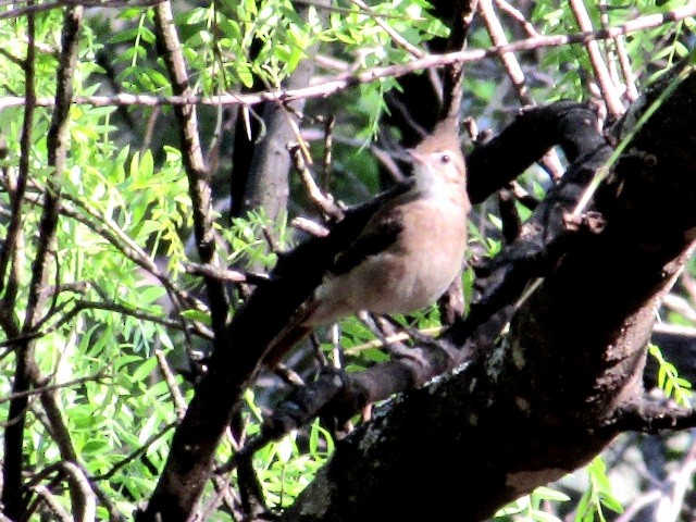 Crested Hornero - ML645945707