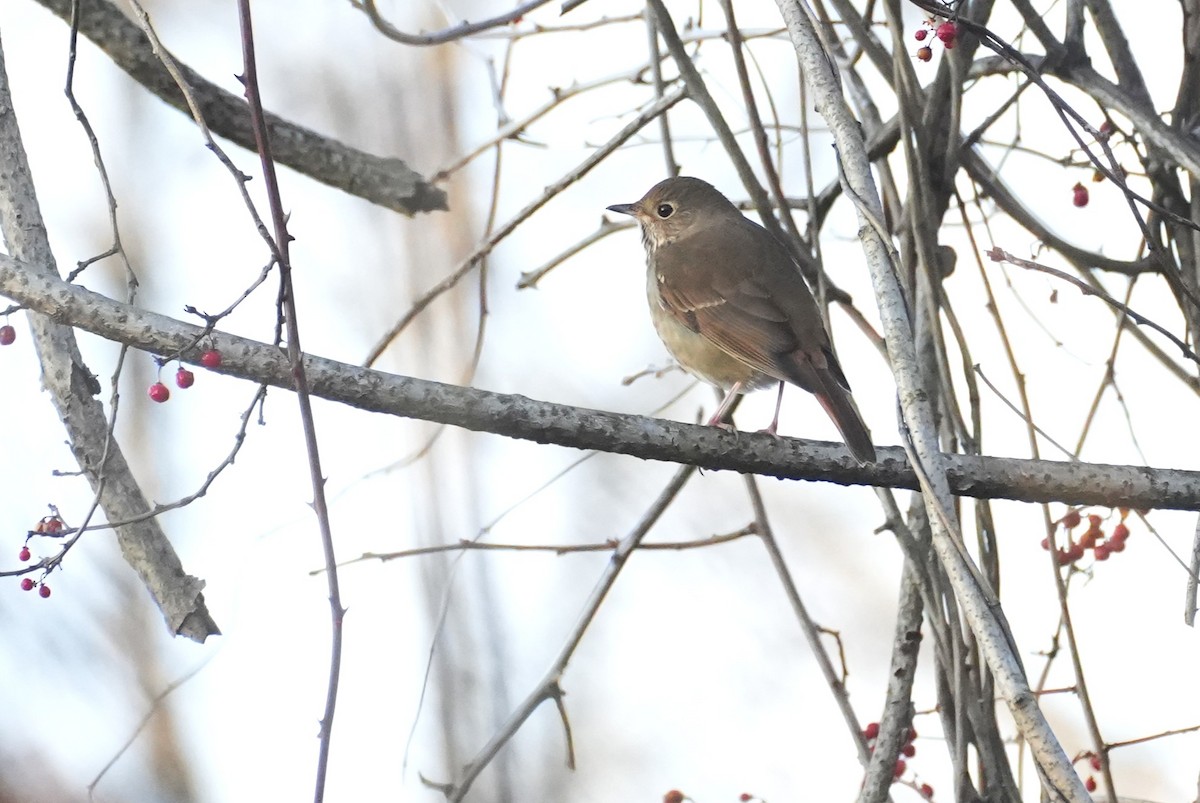 Дрізд-короткодзьоб плямистоволий - ML645945709