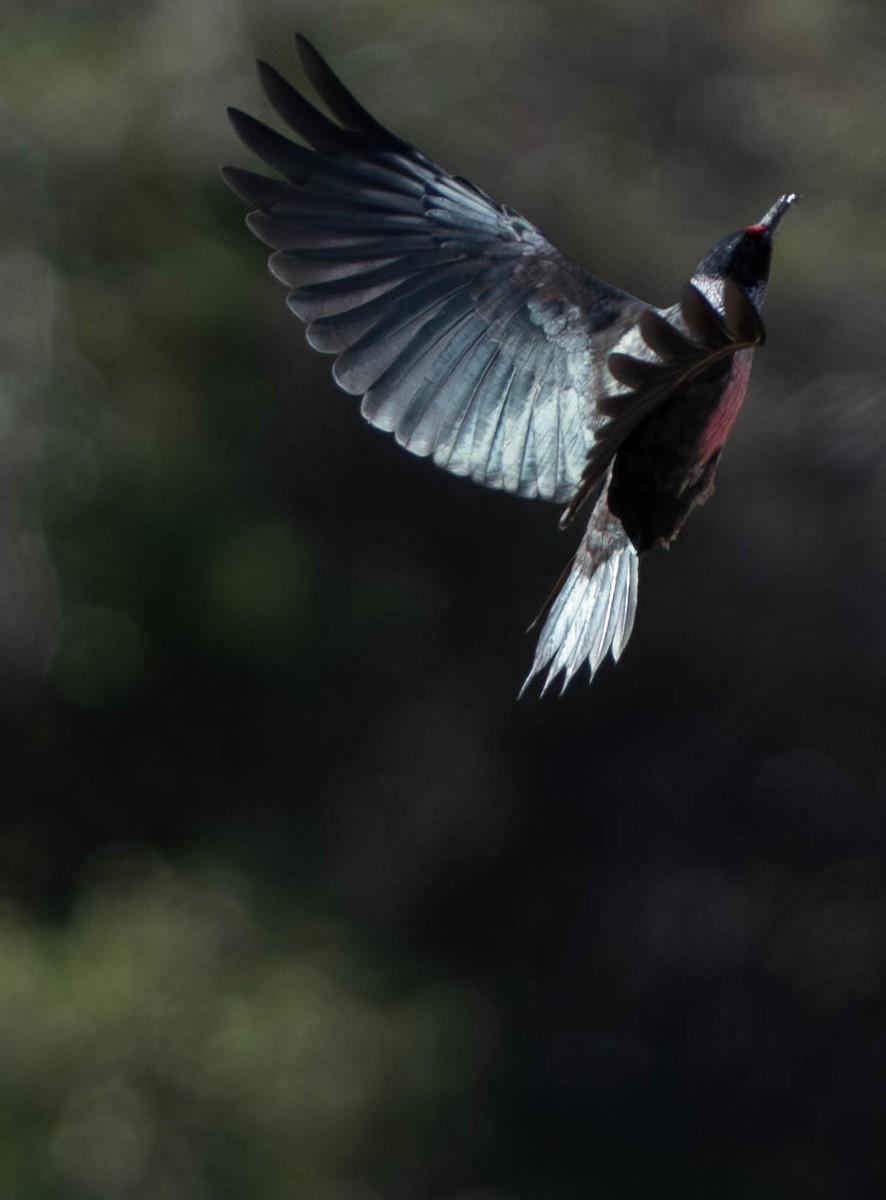 Blutgesichtspecht - ML645945711