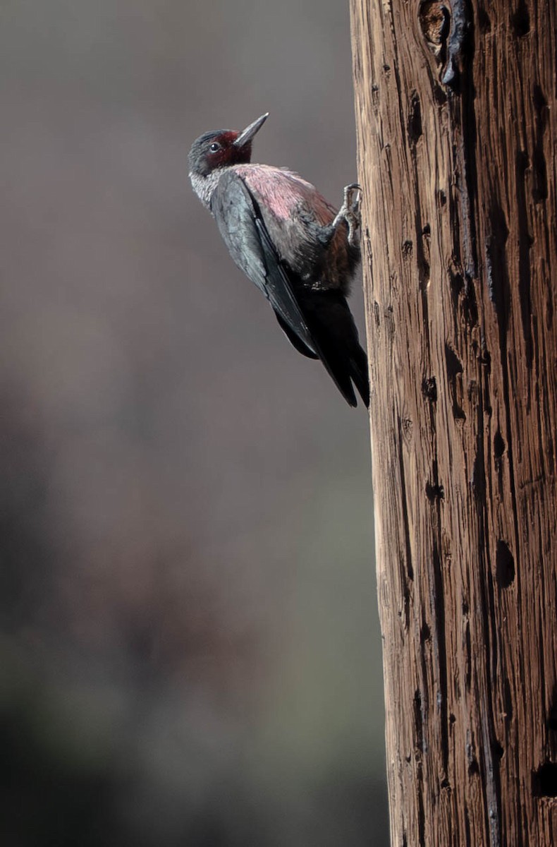 Blutgesichtspecht - ML645945712