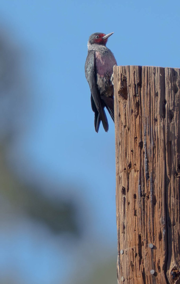 Blutgesichtspecht - ML645945713