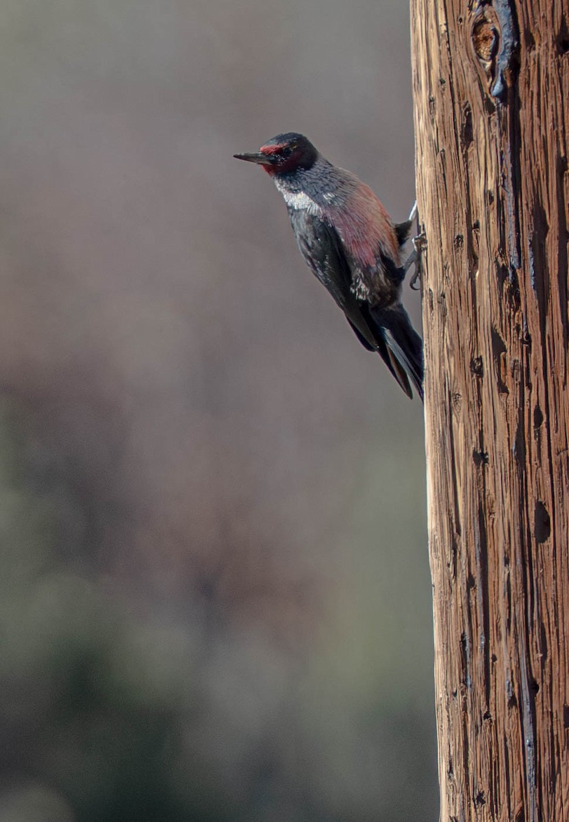 Blutgesichtspecht - ML645945714