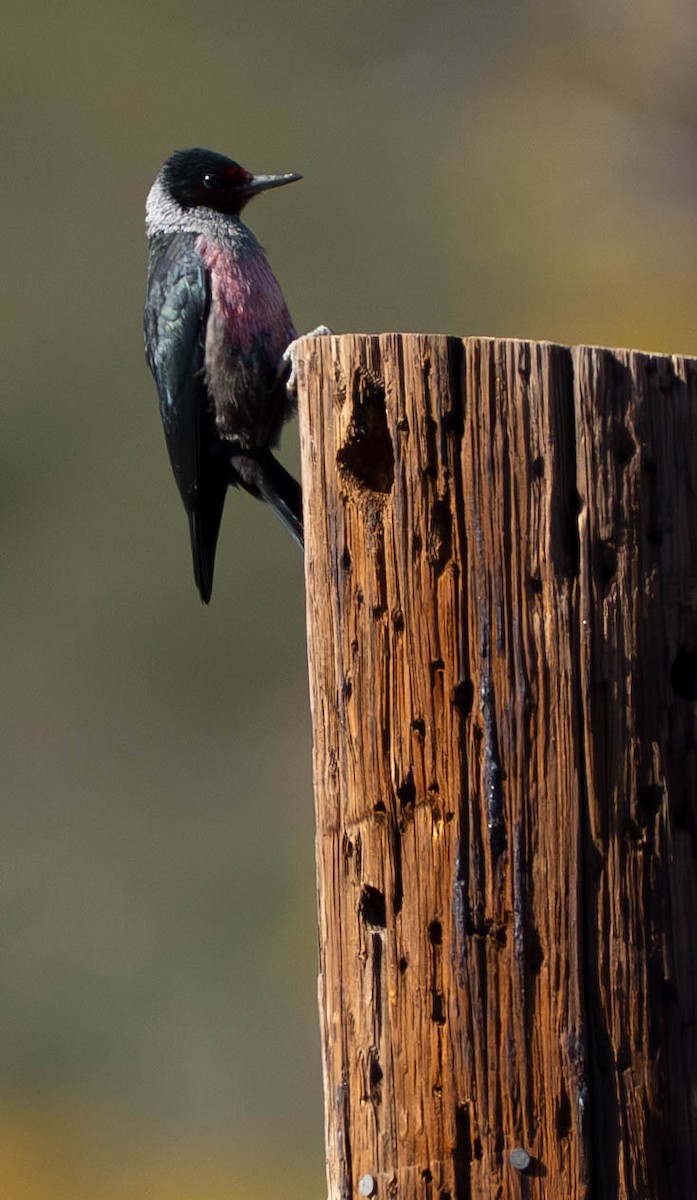 Blutgesichtspecht - ML645945715