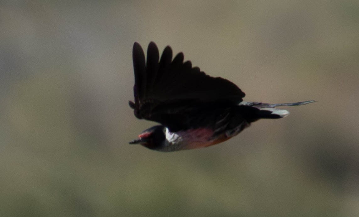 Blutgesichtspecht - ML645945717