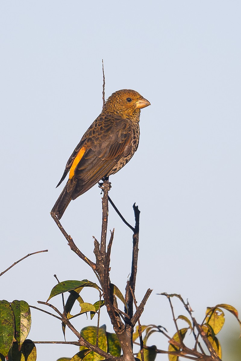 Алая чечевица - ML645945718