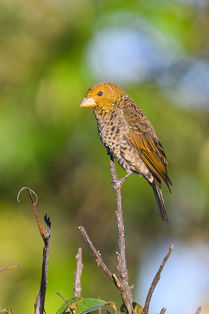 Алая чечевица - ML645945719