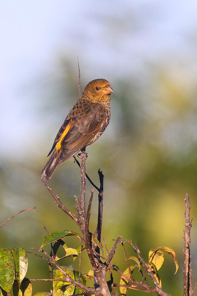 Алая чечевица - ML645945720