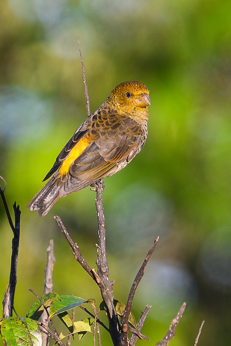 Алая чечевица - ML645945721