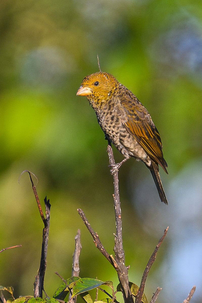 Алая чечевица - ML645945722