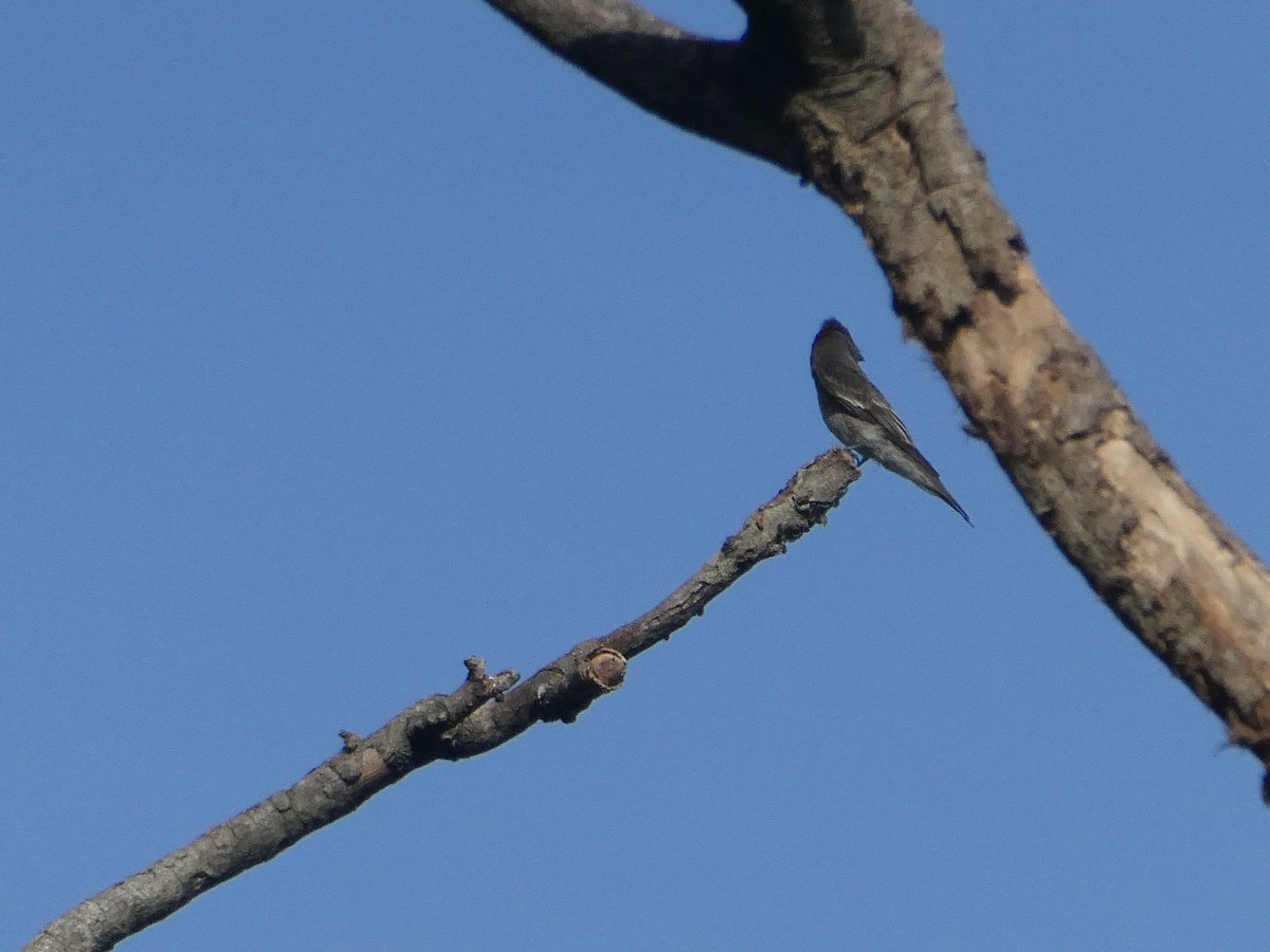 Western/Eastern Wood-Pewee - ML645945725