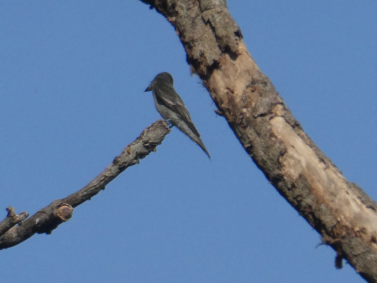 Western/Eastern Wood-Pewee - ML645945726