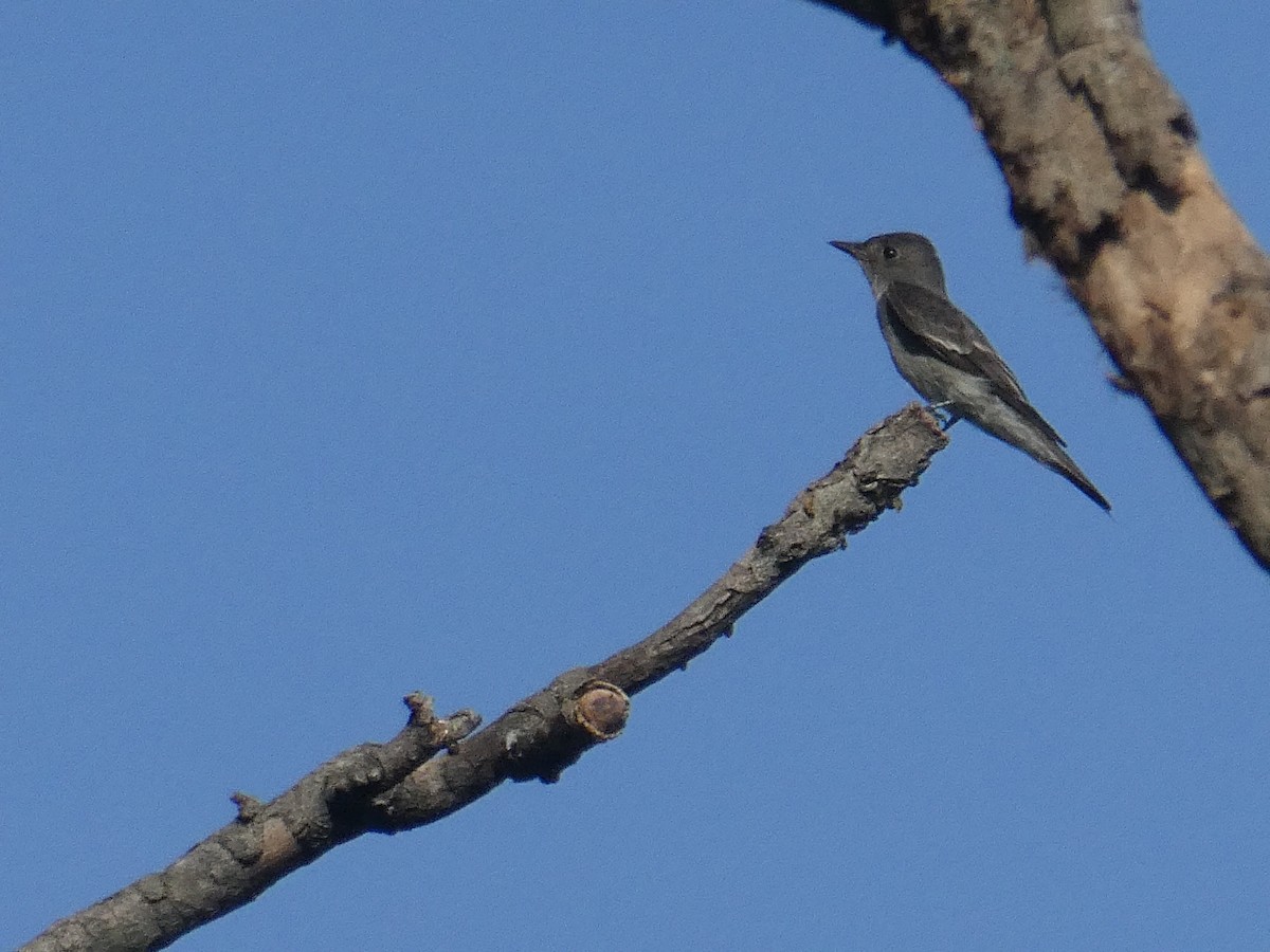 Western/Eastern Wood-Pewee - ML645945727