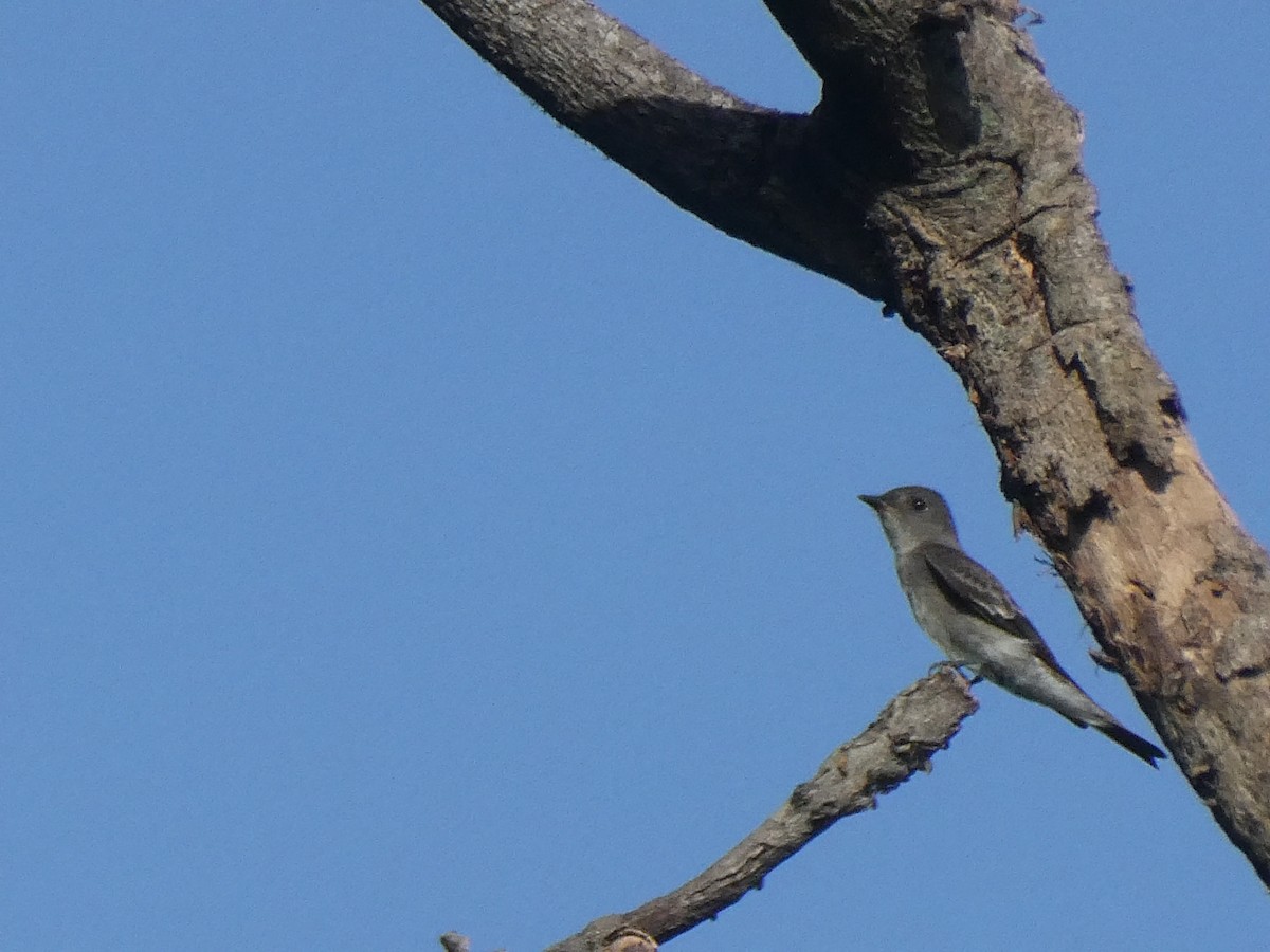Western/Eastern Wood-Pewee - ML645945728