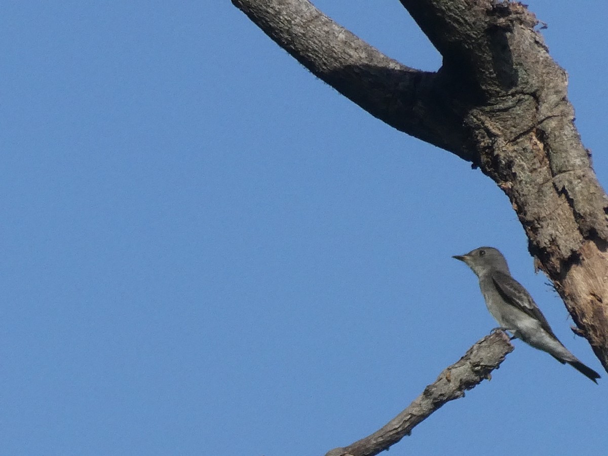 Western/Eastern Wood-Pewee - ML645945729