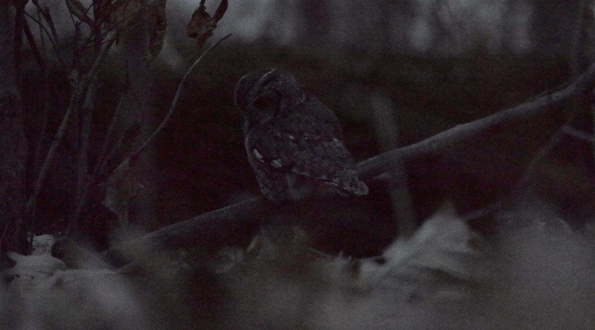 Eastern Screech-Owl - ML645945736