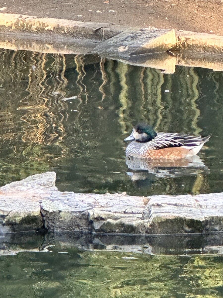 Chiloe Wigeon - ML645945737