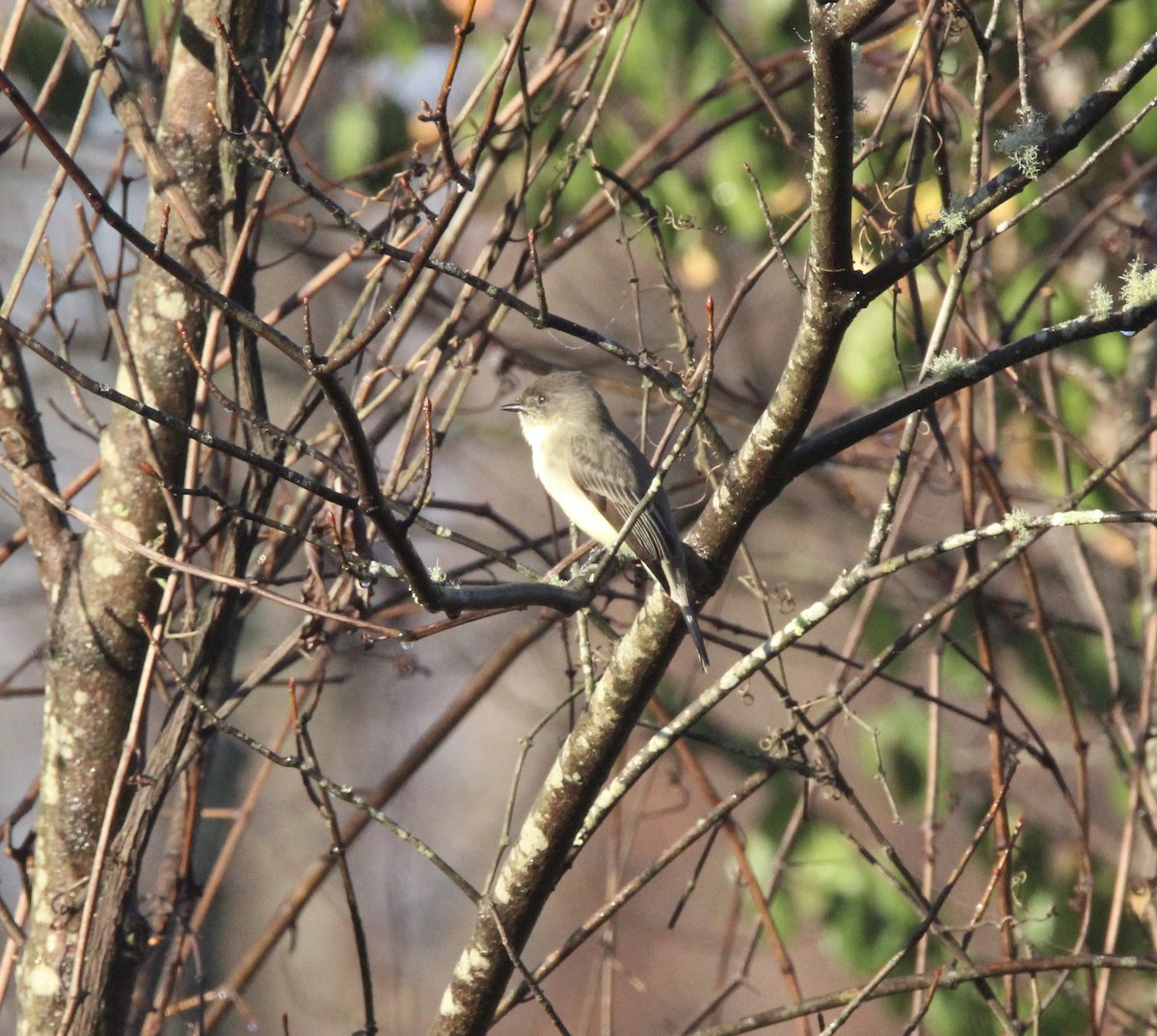 Eastern Phoebe - ML645945743
