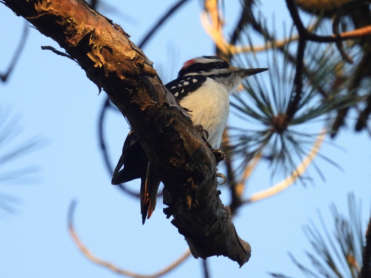 Hairy Woodpecker - ML645945745