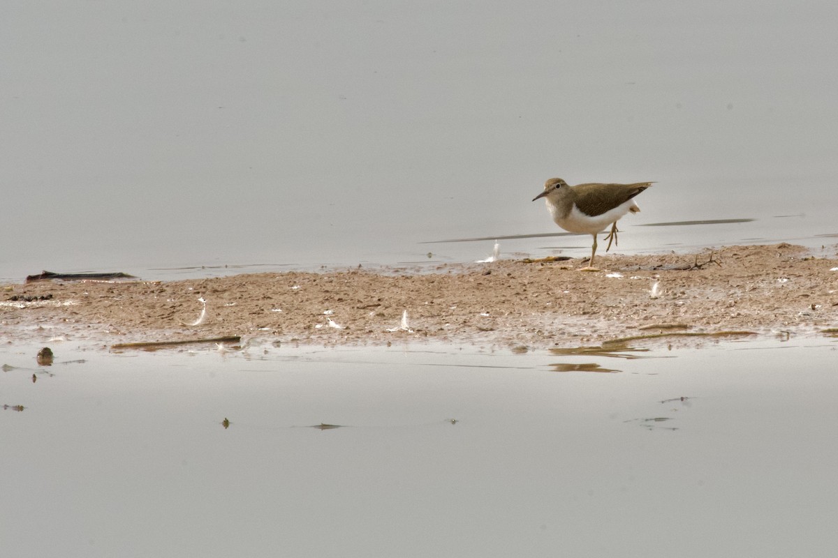 Common Sandpiper - ML645945753