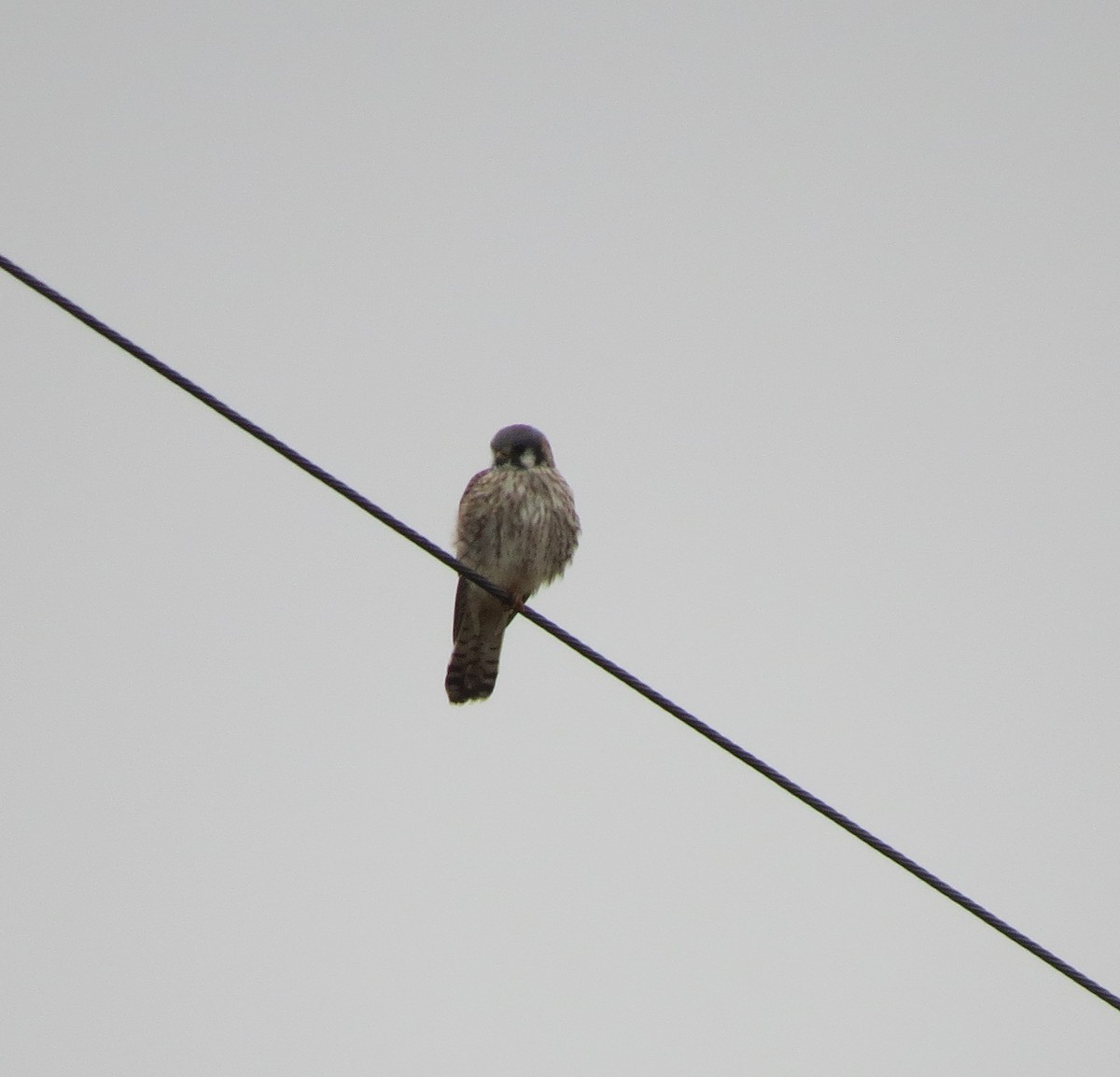 American Kestrel - ML645945755