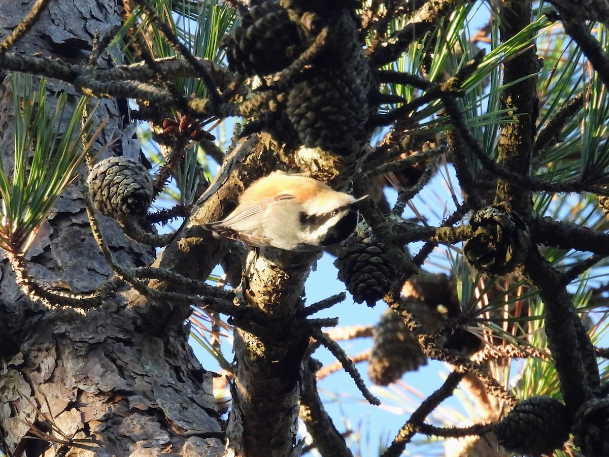 Red-breasted Nuthatch - ML645945756