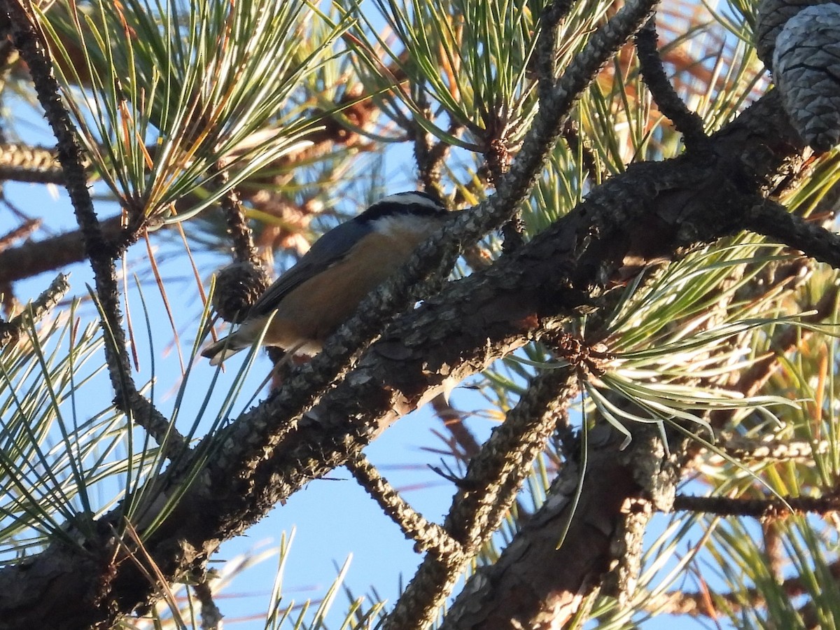 Red-breasted Nuthatch - ML645945757