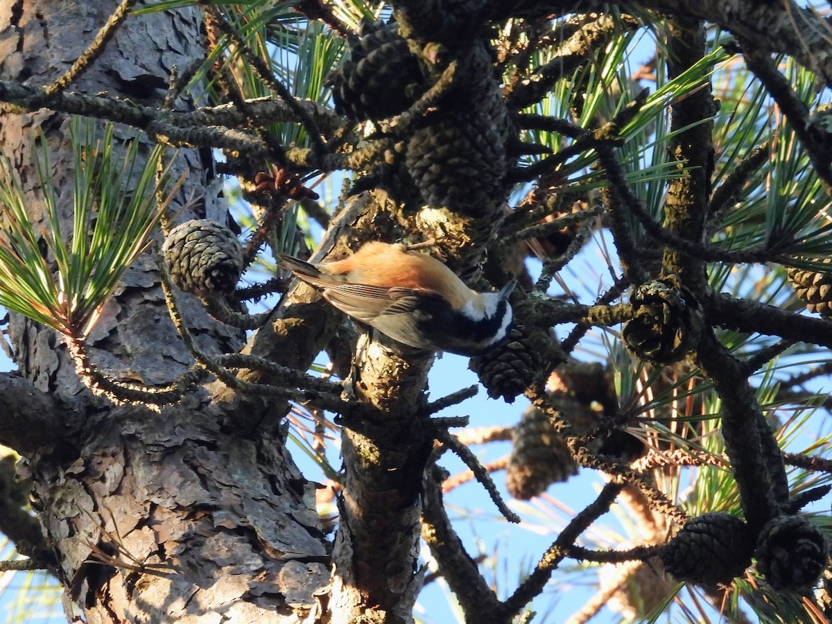 Red-breasted Nuthatch - ML645945758