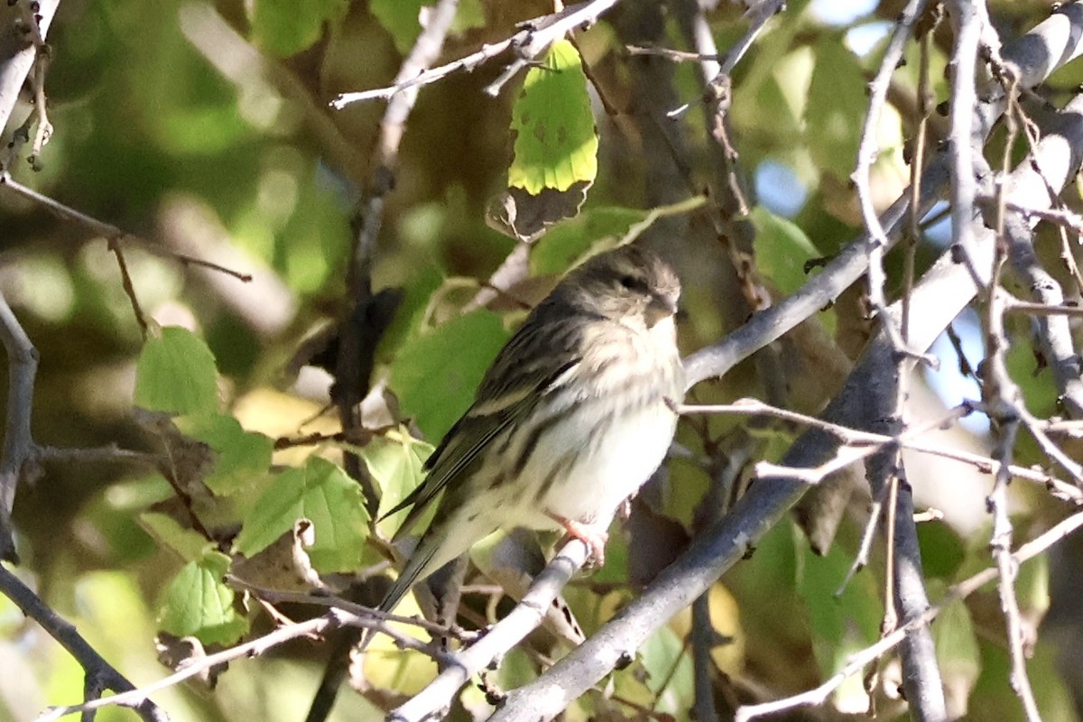 Girlitz - ML645945759