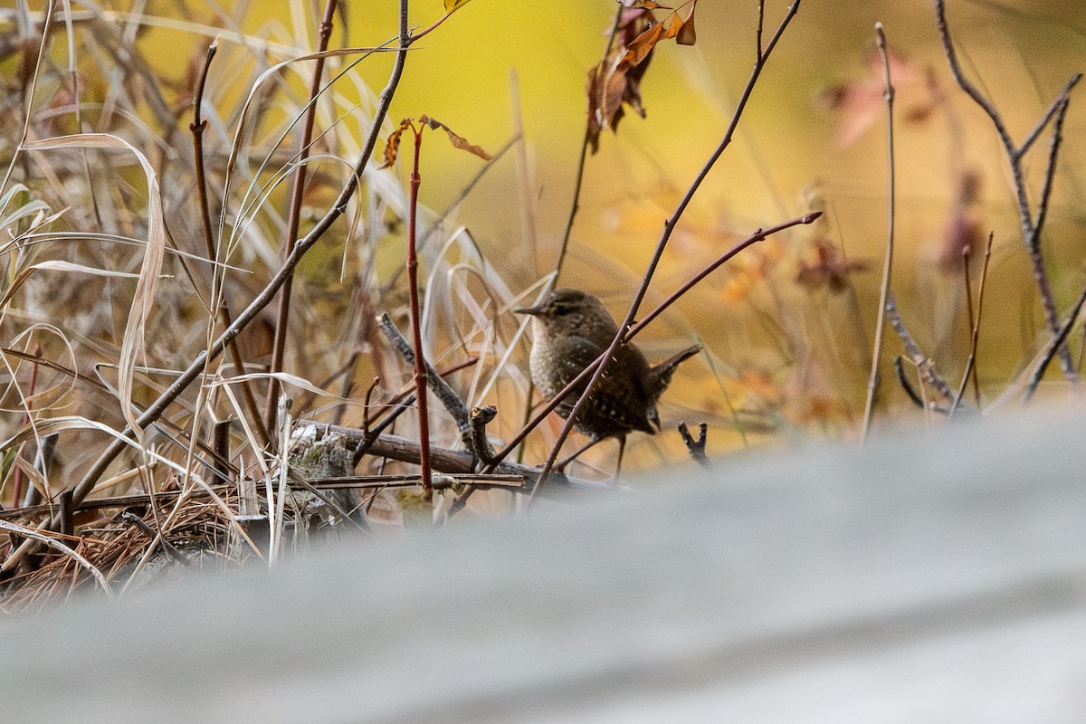 Winter Wren - ML645945760