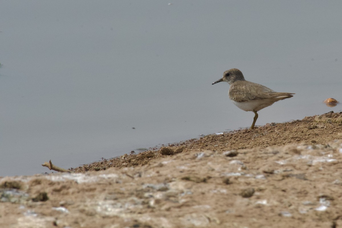 Temminck's Stint - ML645945764