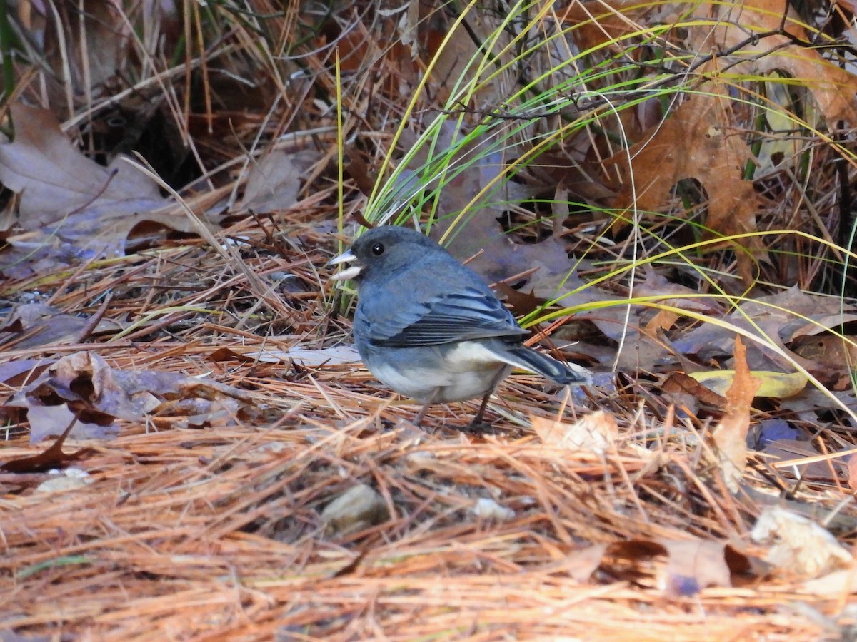 Dark-eyed Junco - ML645945768