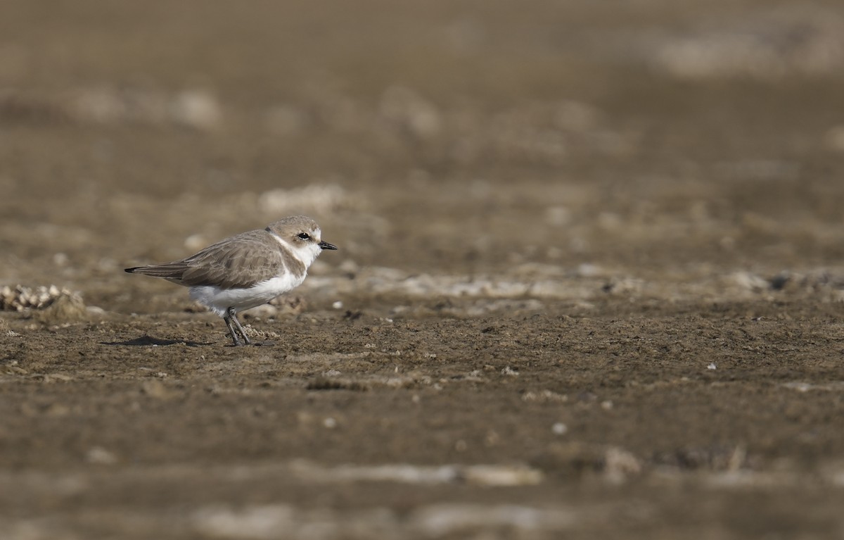 Kentish Plover - ML645945788