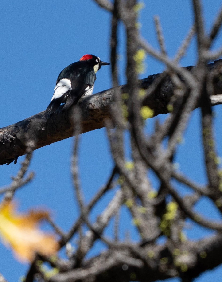 Acorn Woodpecker - ML645945789