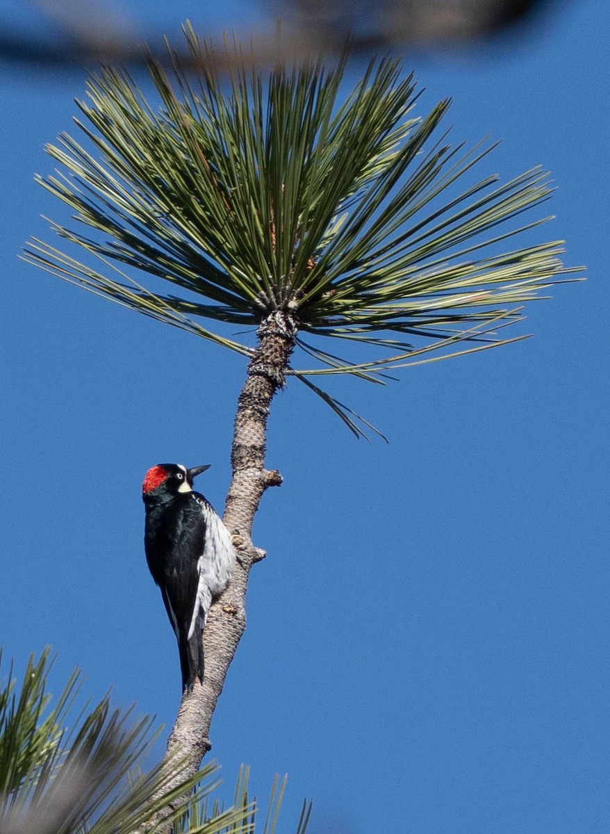 Acorn Woodpecker - ML645945790