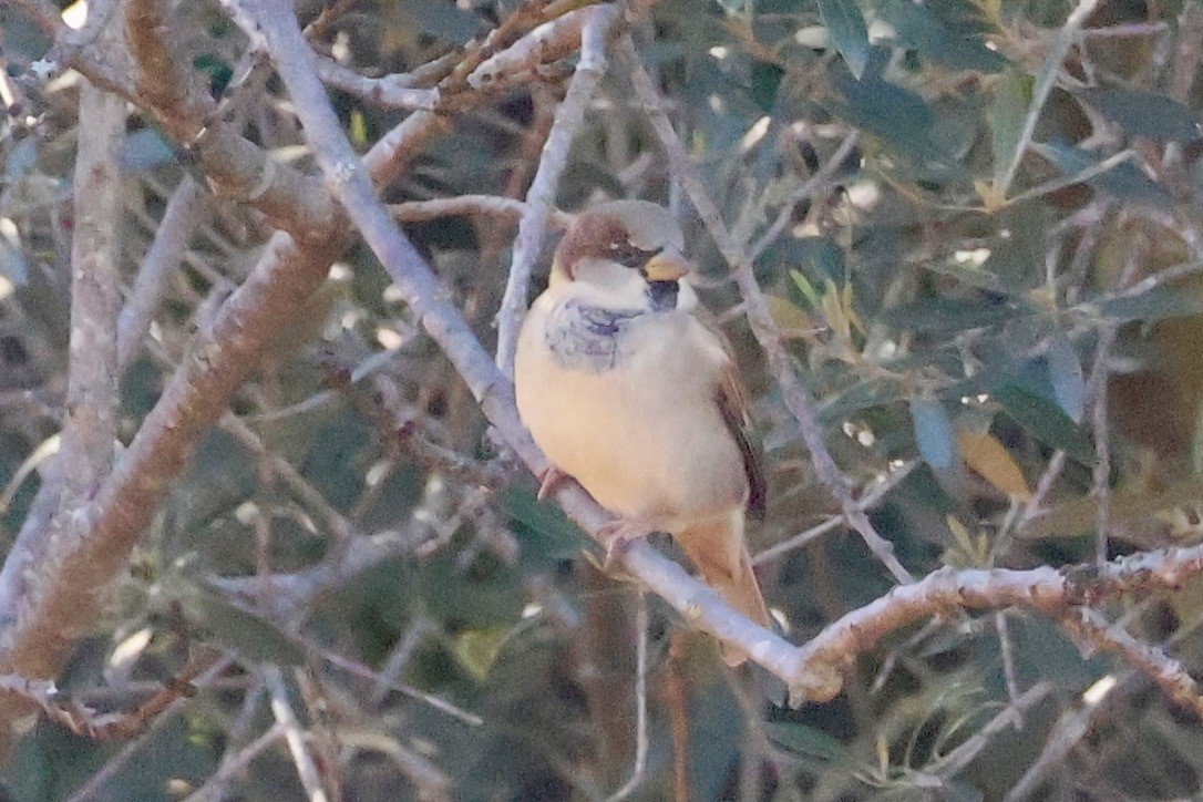House Sparrow - ML645945791