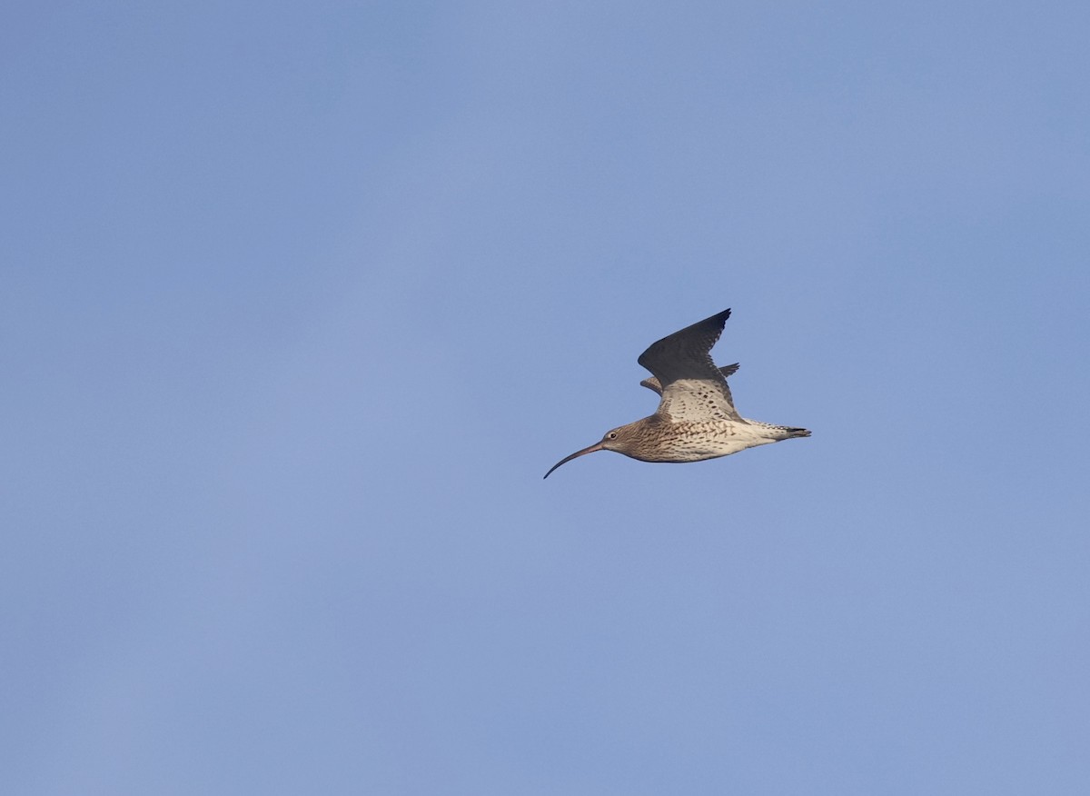 Eurasian Curlew - ML645945792